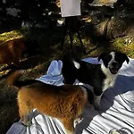 1111 Farmstays Private Villa - Thhpsociety - Mukteshwar - Jacuzzi , Apple Orchard , Private Garden