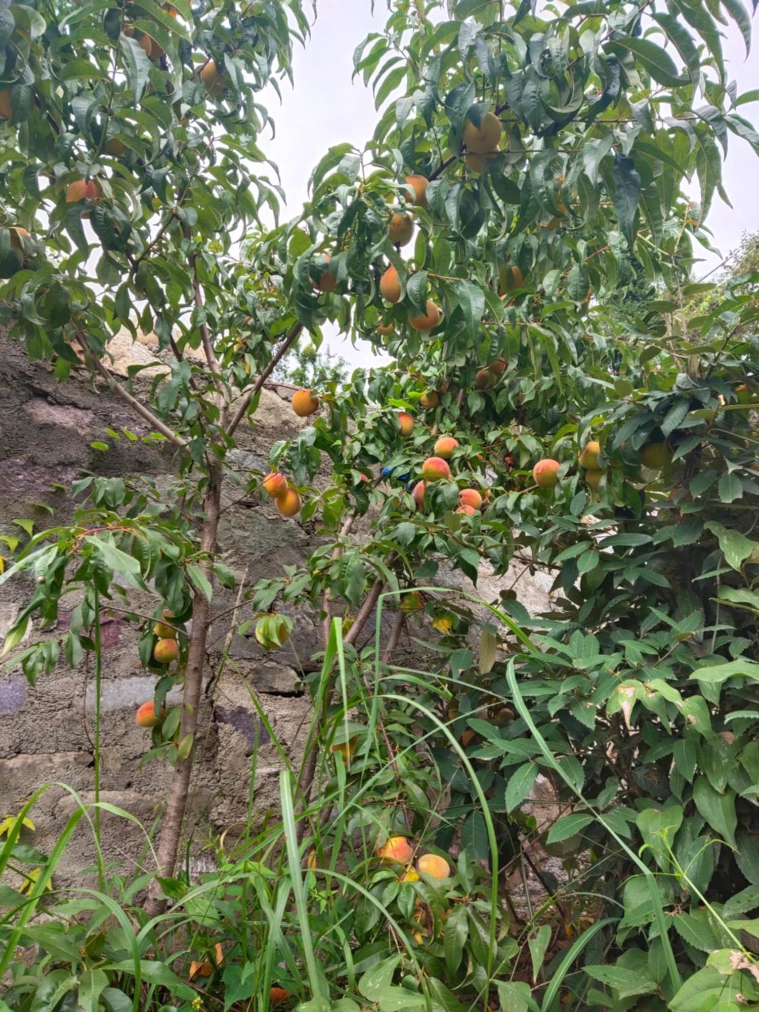 Aranya