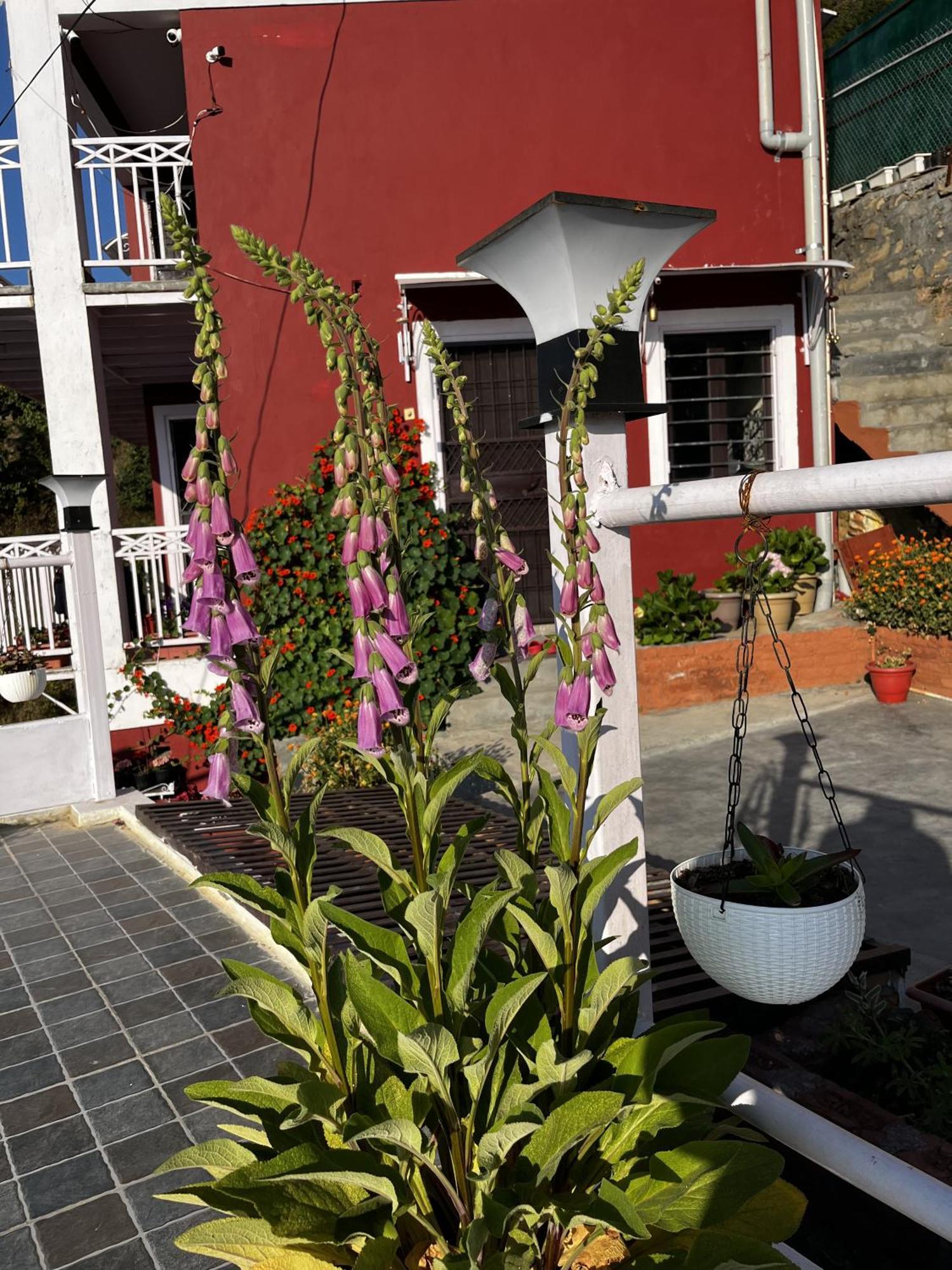 Ecoescape Mukteshwar