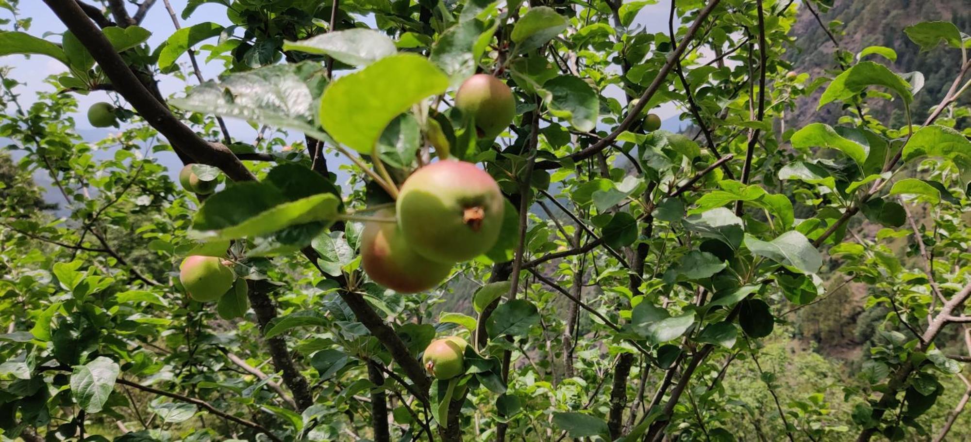Orchard Oasis