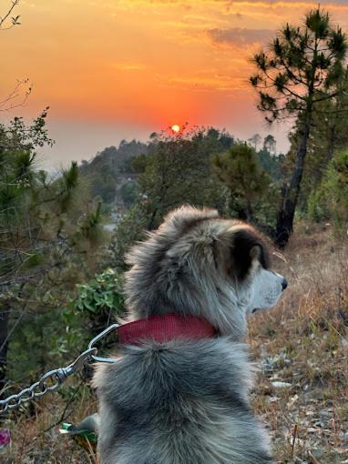 Resort Shree Parijat - Luxury In Mukteshwar